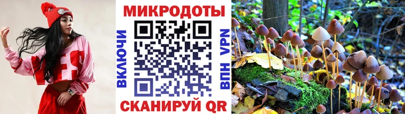 Псилоцибиновые грибы Psilocybe Кяхта